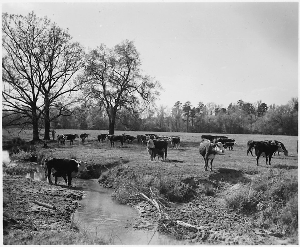 Newberry County, South Carolina. Sheep. No detailed description given. - NARA - 522717