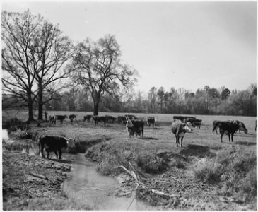 Newberry County, South Carolina. Sheep. No detailed description given. - NARA - 522717