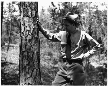 Newberry County, South Carolina. Tree blazed and marked for cutting within the Sumter National Fore . . . - NARA - 522754