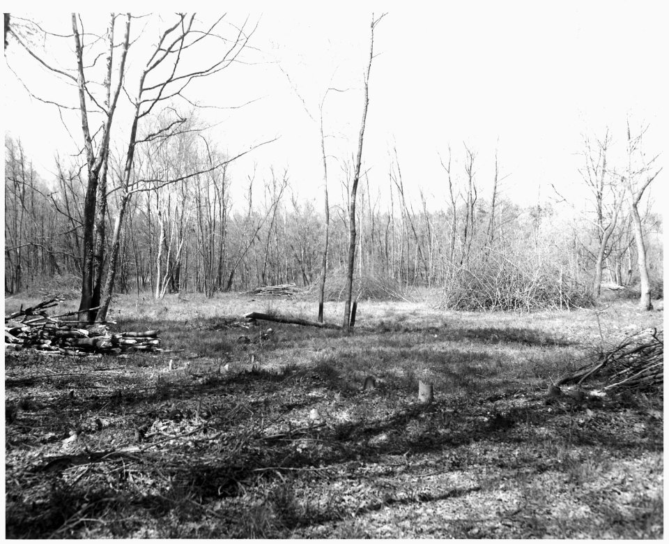 Newberry County, South Carolina. Pasture development on bottom lands by CCC Camp F-6 on National Fo . . . - NARA - 522815