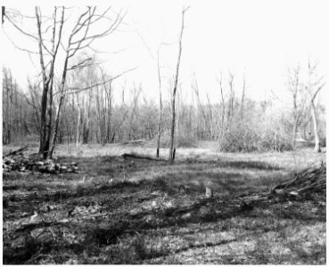 Newberry County, South Carolina. Pasture development on bottom lands by CCC Camp F-6 on National Fo . . . - NARA - 522815