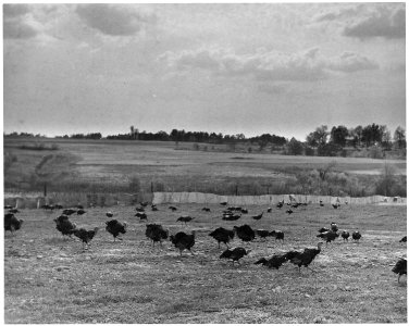 Newberry County, South Carolina. Turkeys, Breeders of the Broad Breasted Bronze variety on the farm . . . - NARA - 522676