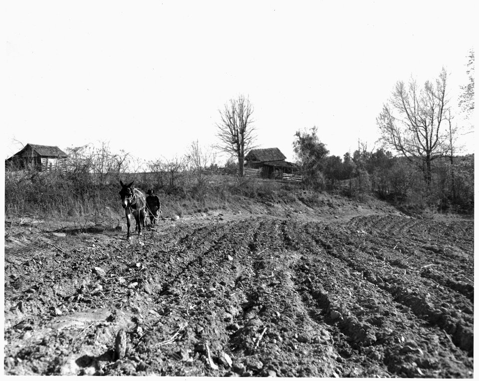 Newberry County, South Carolina. View from farm of Dan Clark, Whitmire, Route 2, South Carolina, in . . . - NARA - 522800