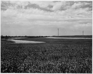 Newberry County, South Carolina. Strip crop rotation on Mr. H. C. Long's farm, Newberry County, So . . . - NARA - 522821