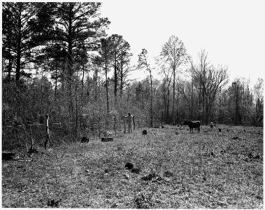 Newberry County, South Carolina. View showing woodland removed from pasture on Peter Kinard's tenant . . . - NARA - 522784