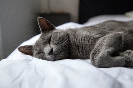 Cat bed sleep photo