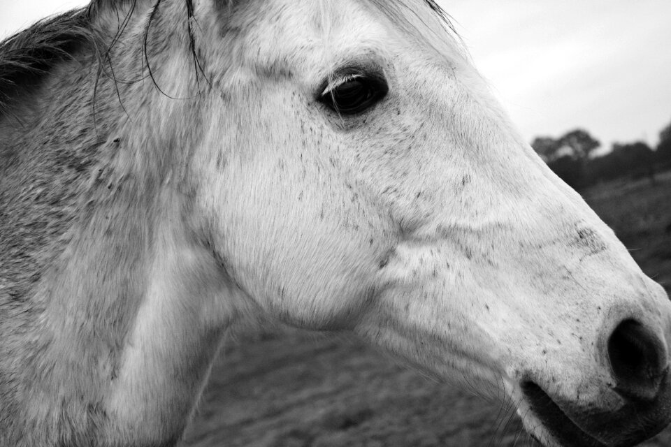Eye nostril plays horse photo black white