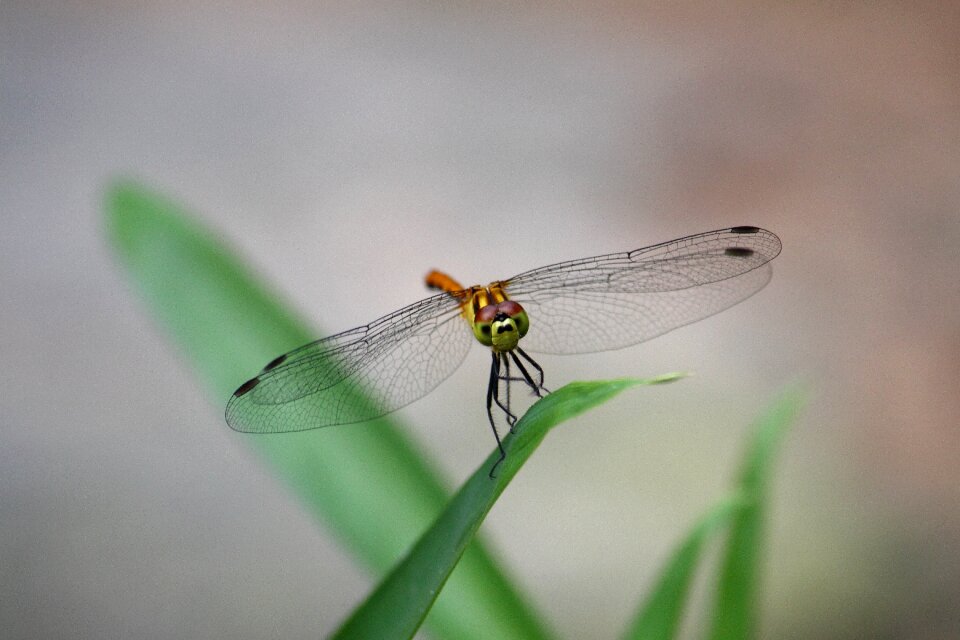 Insects wing nature