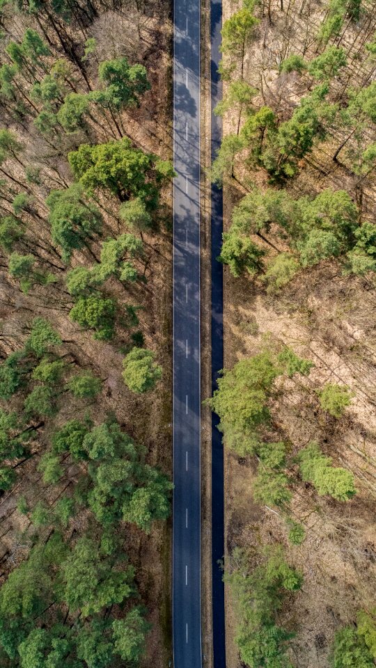 Trees aerial view dji