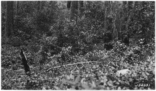 Ninemile Trail, Pasania Densiflora, Quercus Crysolepis, Siskiyou Forest, California 1919. - NARA - 299168