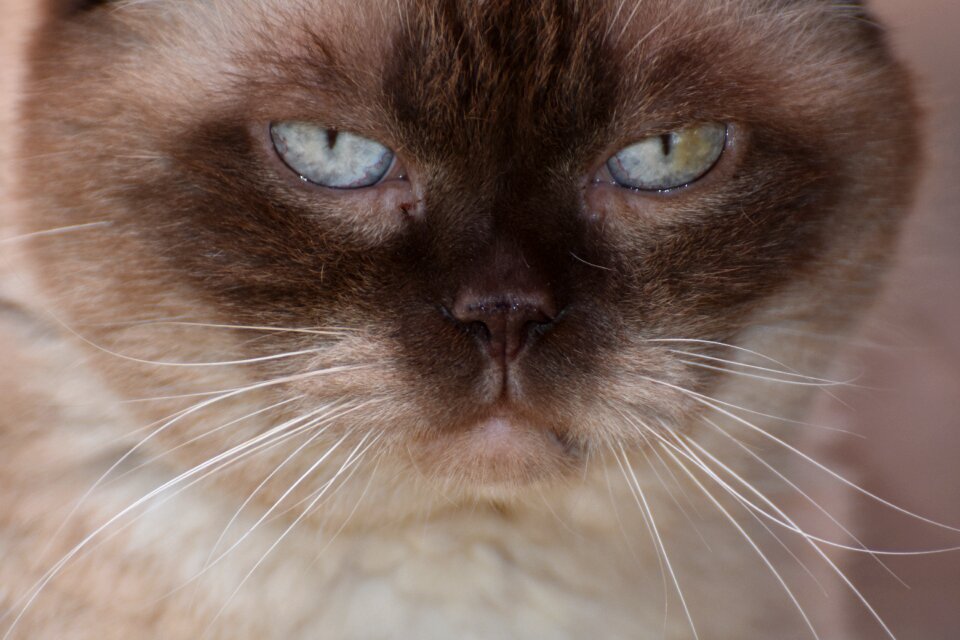 Domestic cat fur portrait
