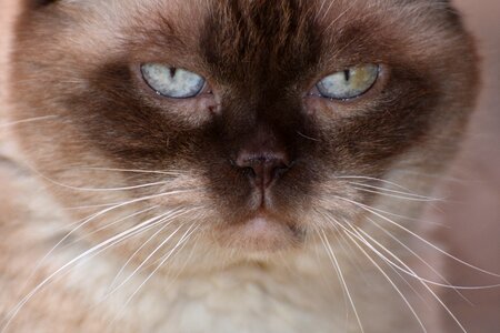 Domestic cat fur portrait photo