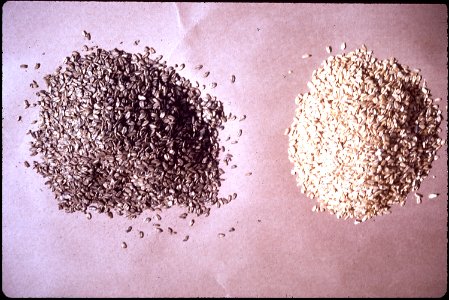 OAT GROATS POISONED WITH ZINC PHOSPHATE, COLORED GRAY FOR IDENTIFICATION. THE POISONED GRAIN IS - NARA - 542736