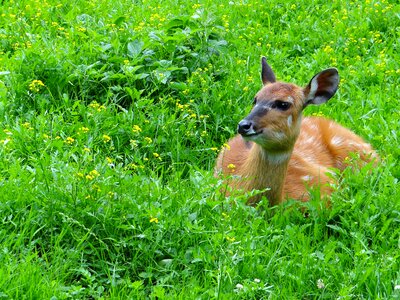 Mammal animal fauna