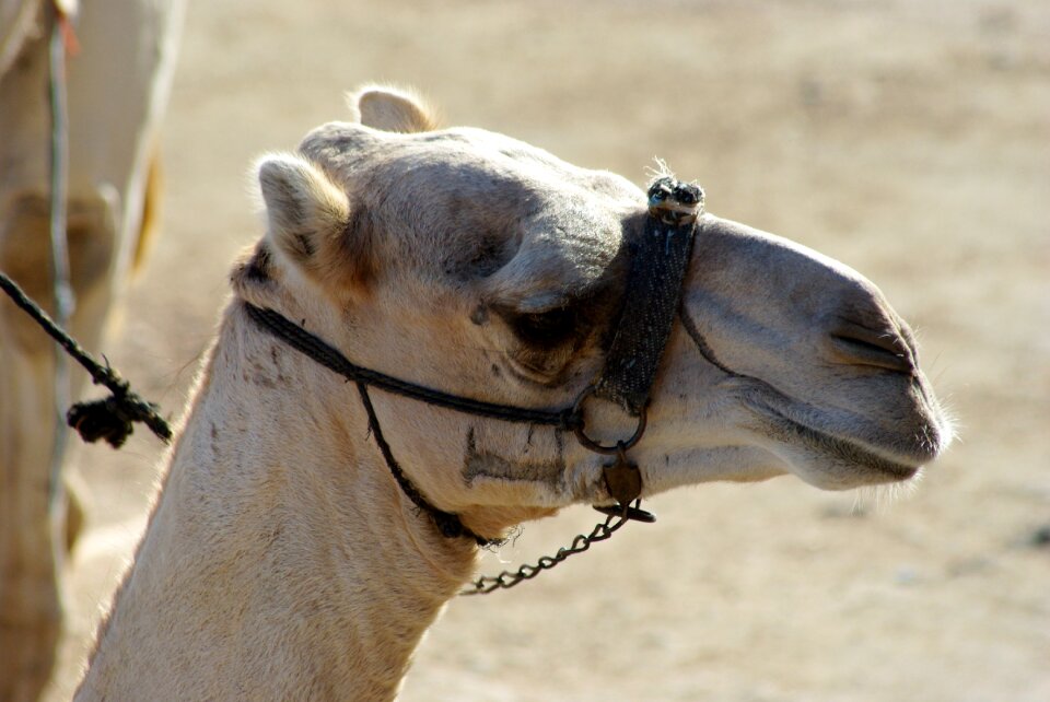 Animals desert mammals