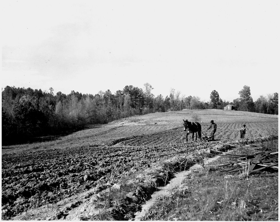Newberry County, South Carolina. View from farm of Dan Clark, Whitmire, Route 2, South Carolina, in . . . - NARA - 522761
