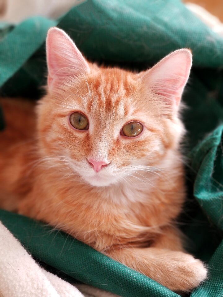 Pet portrait cat