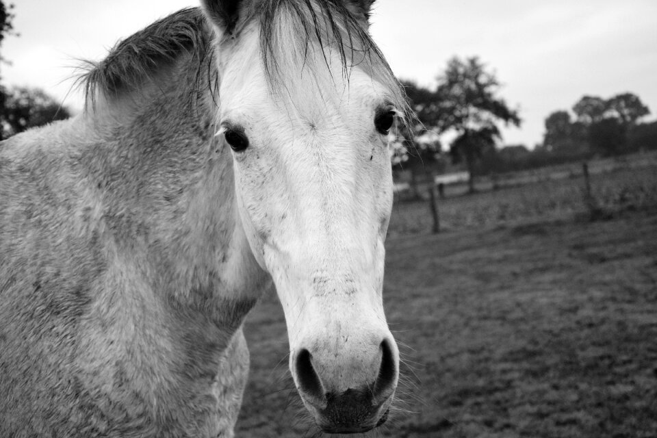 Nostrils eyes next to horse