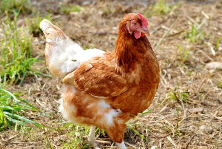 Pinnate free range farm