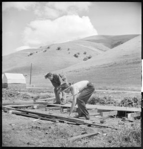 Niles, California. Miscellaneous. Migrant youth ripping up the boards of an old tent platform in a contractor's camp.... - NARA - 532136 photo