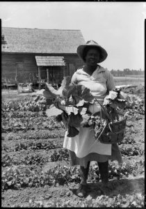 No original caption. (African-American woman picking vegetables from a garden.) - NARA - 513401 photo