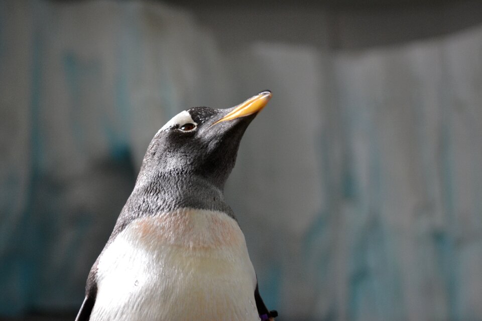 Animal bill penguin