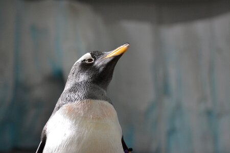 Animal bill penguin photo