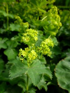 Agriculture flower frauenmantel photo