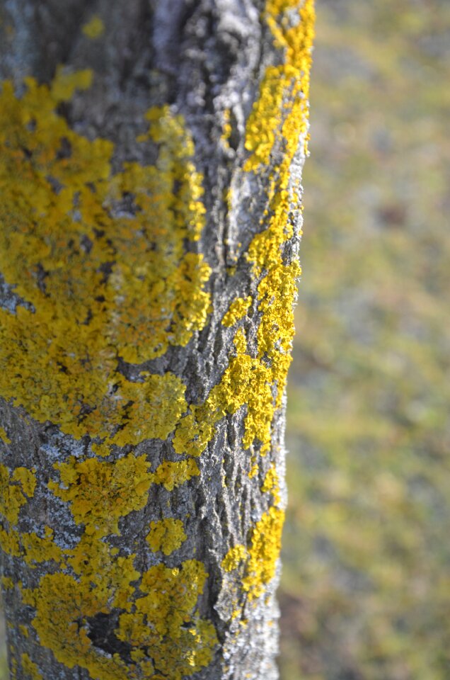 Spring weave yellow