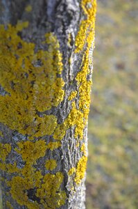 Spring weave yellow