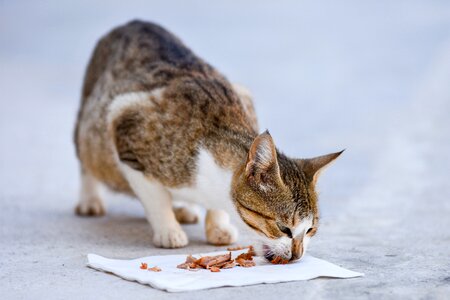 Pet kitten domestic