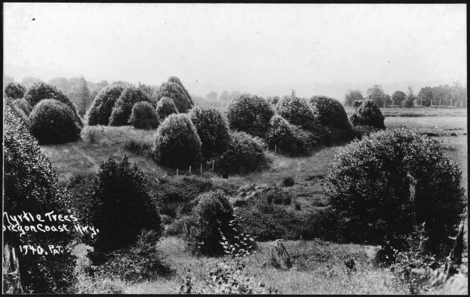 OREGON MYRTLE TREES - NARA - 520155