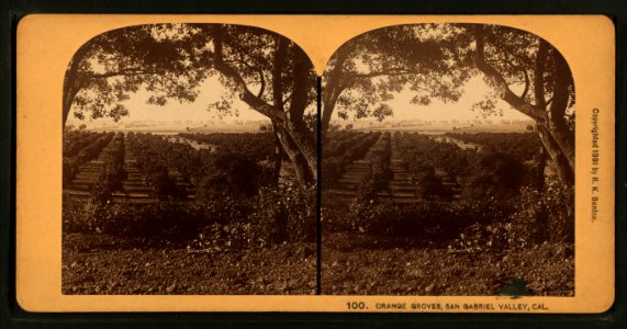 Orange Groves, San Gabriel Valley, Cal, by Bonine, R. (Robert K.)