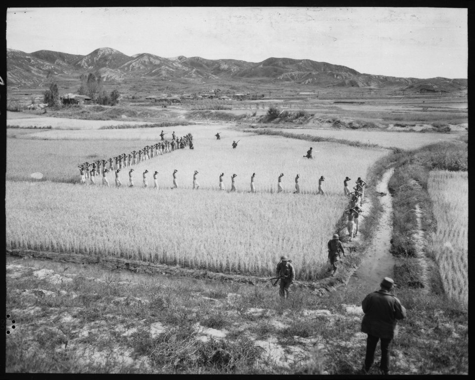 North Korean prisoners, taken by the Marines in a foothills fight, march single file across a rice paddy. - NARA - 532405