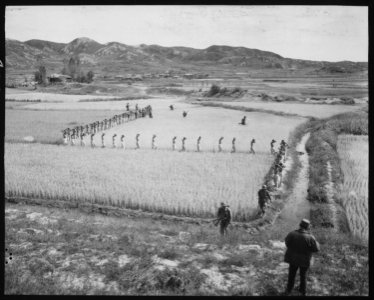 North Korean prisoners, taken by the Marines in a foothills fight, march single file across a rice paddy. - NARA - 532405