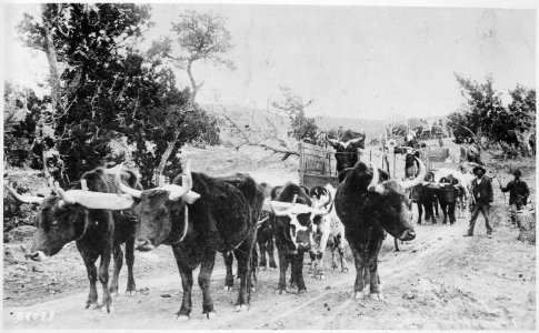 Ox train used to transport supplies in Arizona Territory, 1883 - NARA - 530930