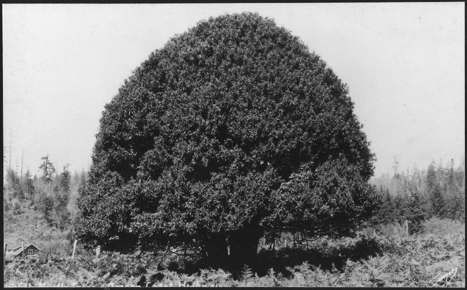 OREGON MYRTLE TREES - NARA - 520156