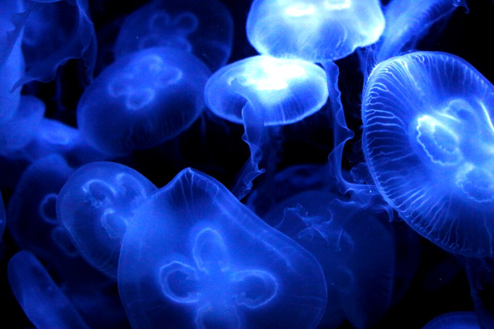 Sea animal creature mollusk