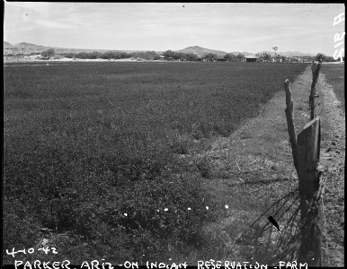 Parker, Arizona. Colorado River water combined with irrigation with dry desert land, produces green . . . - NARA - 536251