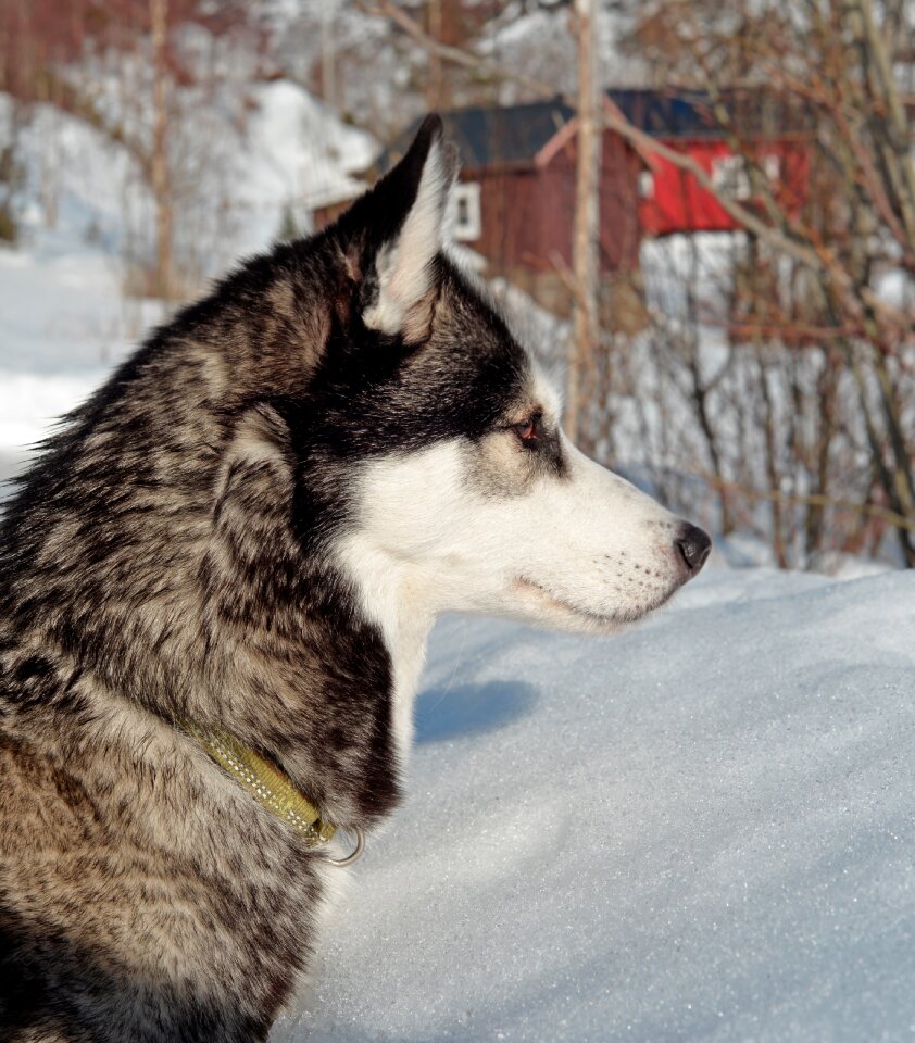 Animal breed portrait