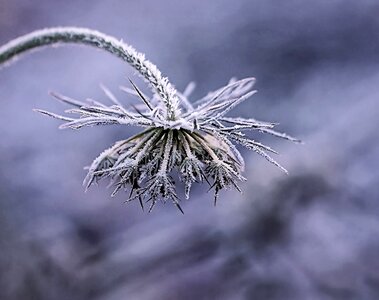 Frost winter nature photo