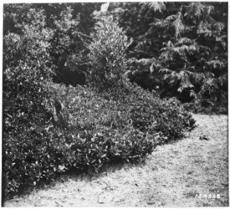 Pepper Bush or Myrtle (Umbelulara Californica) Browsed by Goats, Siskiyou Forest, California, 1920. - NARA - 299150