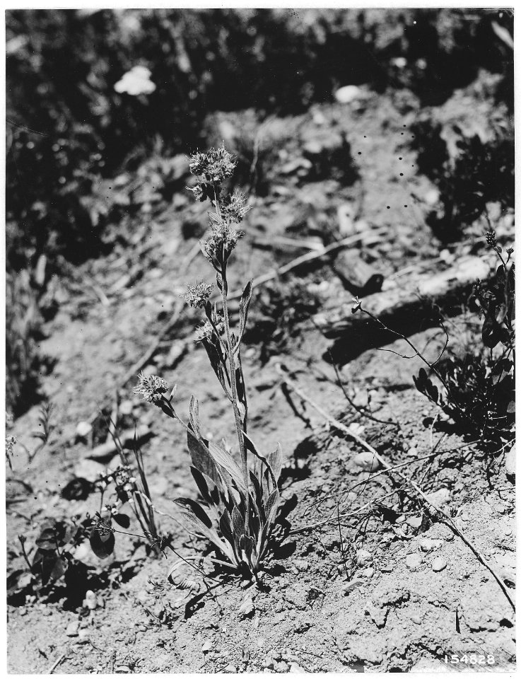 Phacelia, Chumstick, Creek, Wenatche, Washington, 1920 - NARA - 299130