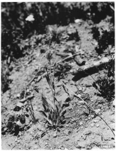 Phacelia, Chumstick, Creek, Wenatche, Washington, 1920 - NARA - 299130
