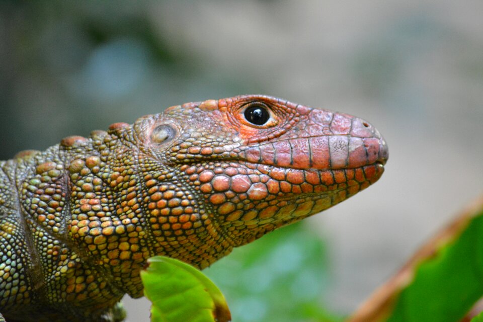 Animal world animal tropical