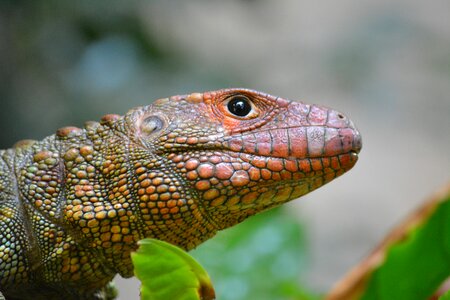 Animal world animal tropical