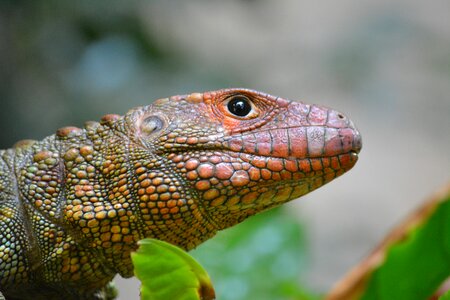 Animal world animal tropical photo