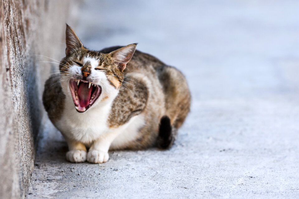 Pet kitten domestic