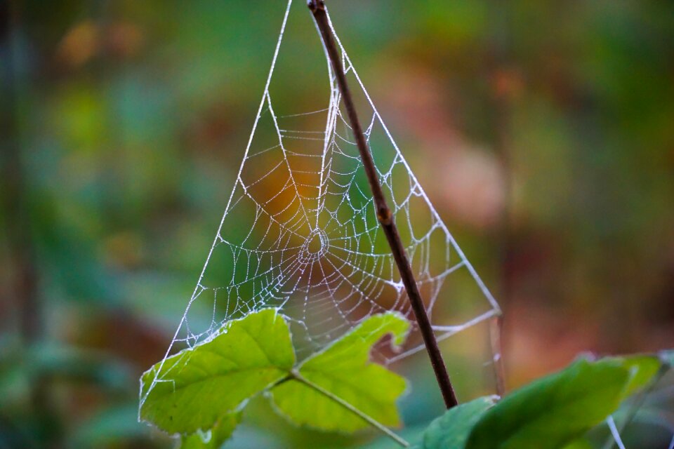 Nature web morgentau