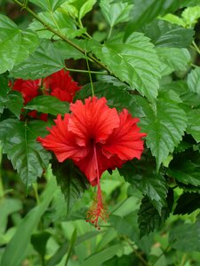 Nature plant flower